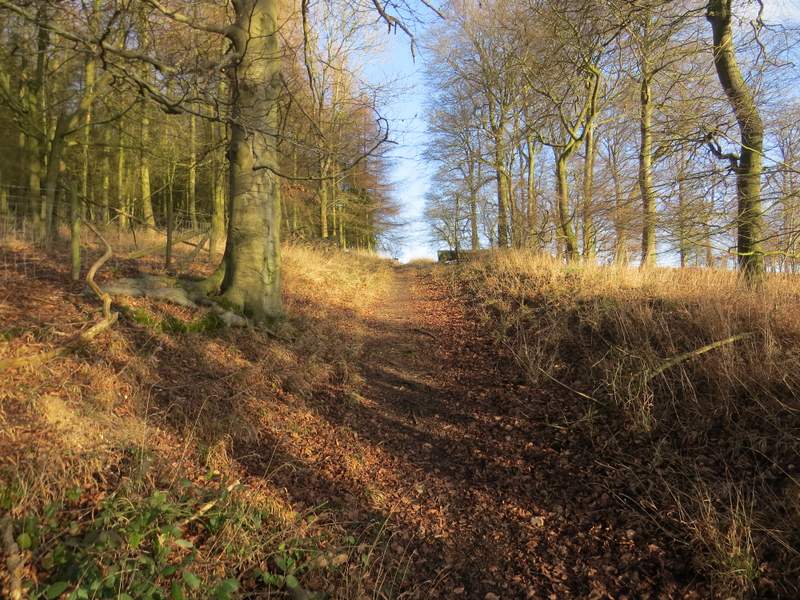 Pete's Walks Cowleaze Wood, Studdridge Farm, Christmas Common (page 5